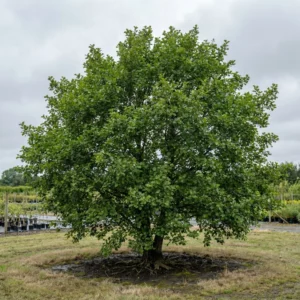 An apple tree stands lush and green at the centre of a grassy area under a cloudy sky, with rows of potted plants in the background.