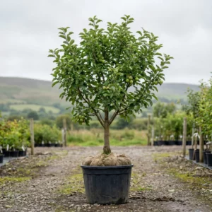An apple tree with green apples is in a large black pot on a gravel path among other potted trees at an outdoor nursery, set against green hills and a cloudy sky.