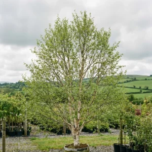 An apple tree with green leaves grows in a large pot at a nursery, surrounded by other potted trees. Rolling green hills and a cloudy sky are visible in the background.