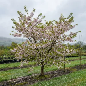In a grassy field beneath a cloudy sky, an apple tree stands behind a cherry blossom in full bloom, its pink petals scattered on the ground, whilst misty hills and other plants create a tranquil atmosphere.