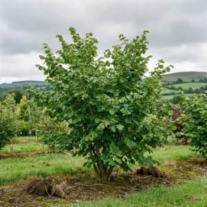 An apple tree stands in a grassy field, surrounded by shrubs and rolling hills beneath a cloudy sky.