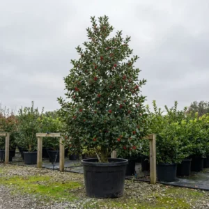 An apple tree stands outdoors in a pot among other potted plants, with lush leaves and fruit, on a cloudy day.