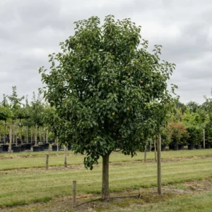 An apple tree with a rounded canopy stands on a grassy field in a tree nursery, surrounded by young and potted trees beneath a cloudy sky.