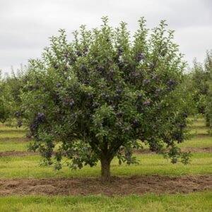 The Plum Tree, with leafy branches and ripe purple fruit, stands in a grassy orchard surrounded by similar trees beneath a cloudy sky.