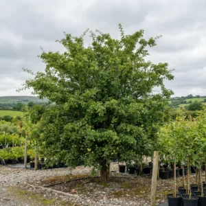 The Apple Tree, with dense green foliage, stands among potted plants on gravel, set against rolling hills and cloudy skies.