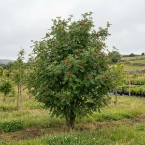 The Apple Tree, a medium-sized variety with dense green foliage and clusters of small red berries, stands in a grassy field surrounded by rolling hills and other trees beneath a cloudy sky.